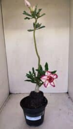 Planta Dobrada 3399 – 35cm – 03 anos - Imagem 2