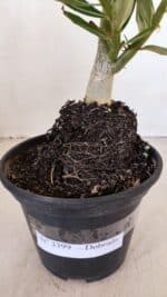 Planta Dobrada 3399 – 35cm – 03 anos - Imagem 6