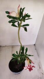 Planta Dobrada 3399 – 35cm – 03 anos - Imagem 5