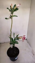 Planta Dobrada 3399 – 35cm – 03 anos - Imagem 4