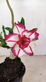 Planta Dobrada 3399 – 35cm – 03 anos