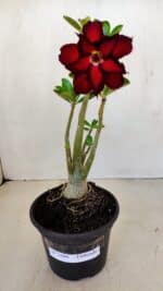 Planta Dobrada 3400 – 30cm – 02 anos - Imagem 2