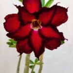 Planta Dobrada 3400 – 30cm – 02 anos