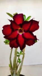 Planta Dobrada 3400 – 30cm – 02 anos