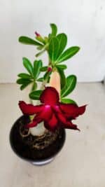 Planta Dobrada 3400 – 30cm – 02 anos - Imagem 4