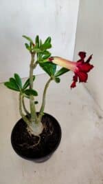 Planta Dobrada 3400 – 30cm – 02 anos - Imagem 6