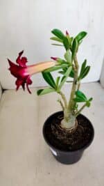 Planta Dobrada 3400 – 30cm – 02 anos - Imagem 5