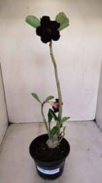 Planta Dobrada 3401 – 35cm – 03 anos - Imagem 2