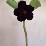 Planta Dobrada 3401 – 35cm – 03 anos