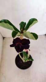 Planta Dobrada 3401 – 35cm – 03 anos - Imagem 4