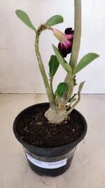 Planta Dobrada 3401 – 35cm – 03 anos - Imagem 7