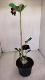 Planta Dobrada 3401 – 35cm – 03 anos - Imagem 6