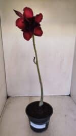 Planta Dobrada 3402 – 30cm – 03 anos - Imagem 2