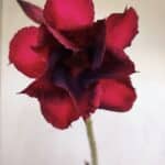 Planta Dobrada 3402 – 30cm – 03 anos