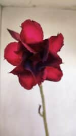 Planta Dobrada 3402 – 30cm – 03 anos