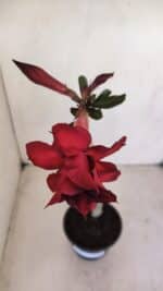 Planta Dobrada 3402 – 30cm – 03 anos - Imagem 4