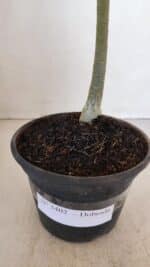 Planta Dobrada 3402 – 30cm – 03 anos - Imagem 6