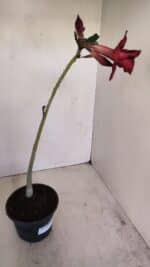 Planta Dobrada 3402 – 30cm – 03 anos - Imagem 5