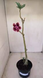 Planta Dobrada 3403 – 35cm – 03 anos - Imagem 2