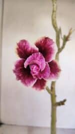 Planta Dobrada 3403 – 35cm – 03 anos