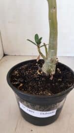 Planta Dobrada 3403 – 35cm – 03 anos - Imagem 6