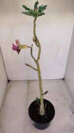 Planta Dobrada 3403 – 35cm – 03 anos - Imagem 5