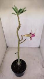 Planta Dobrada 3403 – 35cm – 03 anos - Imagem 4