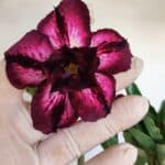 Planta Dobrada 3404 – 35cm – 03 anos