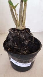 Planta Dobrada 3404 – 35cm – 03 anos - Imagem 5