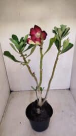 Planta Dobrada 3404 – 35cm – 03 anos - Imagem 4