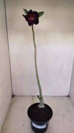 Planta Dobrada 3405 – 30cm – 02 anos - Imagem 2