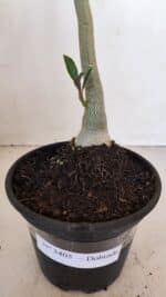 Planta Dobrada 3405 – 30cm – 02 anos - Imagem 5