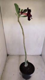 Planta Dobrada 3405 – 30cm – 02 anos - Imagem 4