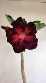 Planta Dobrada 3405 – 30cm – 02 anos