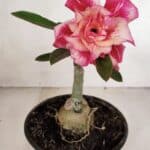 ENXERTO 11948 – 20cm (cor LM 402)