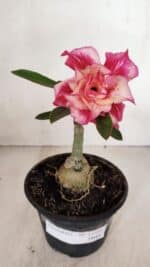 ENXERTO 11948 – 20cm (cor LM 402)