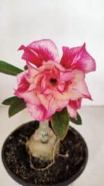 ENXERTO 11948 – 20cm (cor LM 402) - Imagem 3