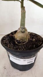 ENXERTO 11948 – 20cm (cor LM 402) - Imagem 5