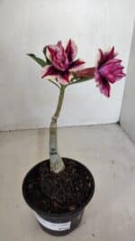 ENXERTO 11993 – 20cm (cor LM 1007) - Imagem 2