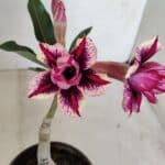 ENXERTO 11993 – 20cm (cor LM 1007)