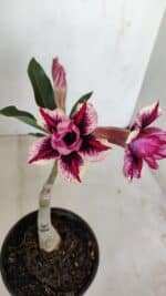 ENXERTO 11993 – 20cm (cor LM 1007)