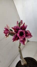 ENXERTO 11993 – 20cm (cor LM 1007) - Imagem 6