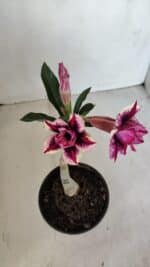 ENXERTO 11993 – 20cm (cor LM 1007) - Imagem 4