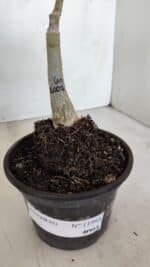 ENXERTO 11993 – 20cm (cor LM 1007) - Imagem 7