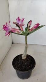 ENXERTO 11993 – 20cm (cor LM 1007) - Imagem 5