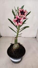 ENXERTO 12001 – 20cm (cor LM 424) - Imagem 2