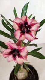 ENXERTO 12001 – 20cm (cor LM 424) - Imagem 3