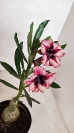 ENXERTO 12001 – 20cm (cor LM 424) - Imagem 5