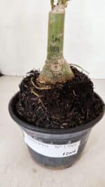 ENXERTO 12001 – 20cm (cor LM 424) - Imagem 9