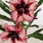 ENXERTO 12001 – 20cm (cor LM 424)